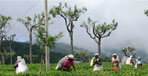 Best of Sri Lanka tour package