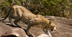 Ultimate Sri Lanka tour package